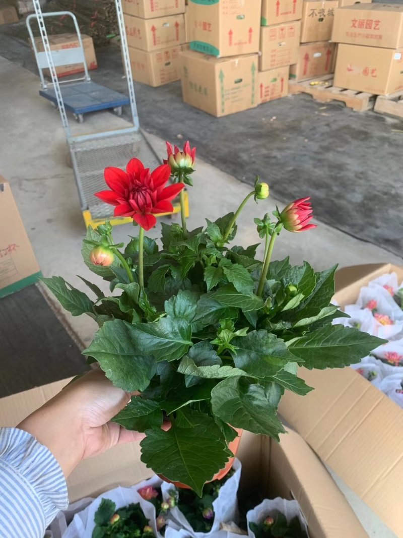 150大丽花8元，一件18盆