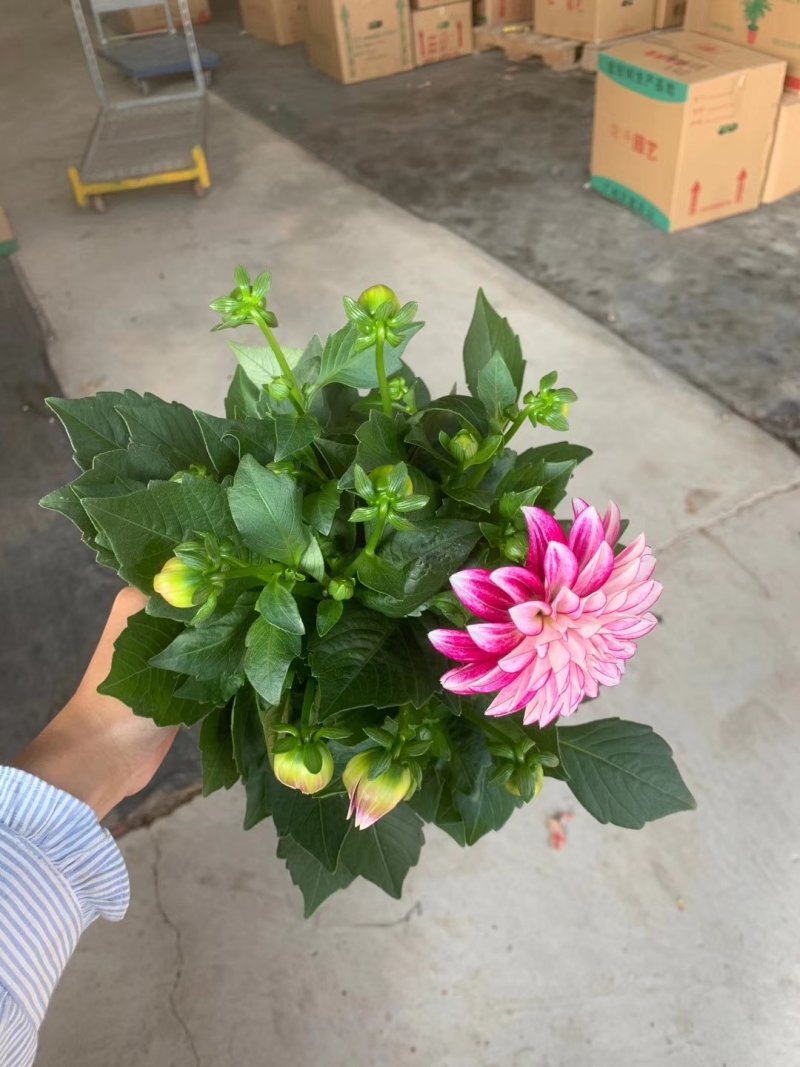 150大丽花8元，一件18盆