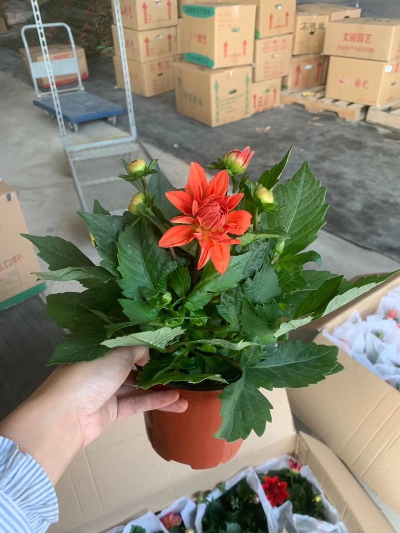 150大丽花8元，一件18盆