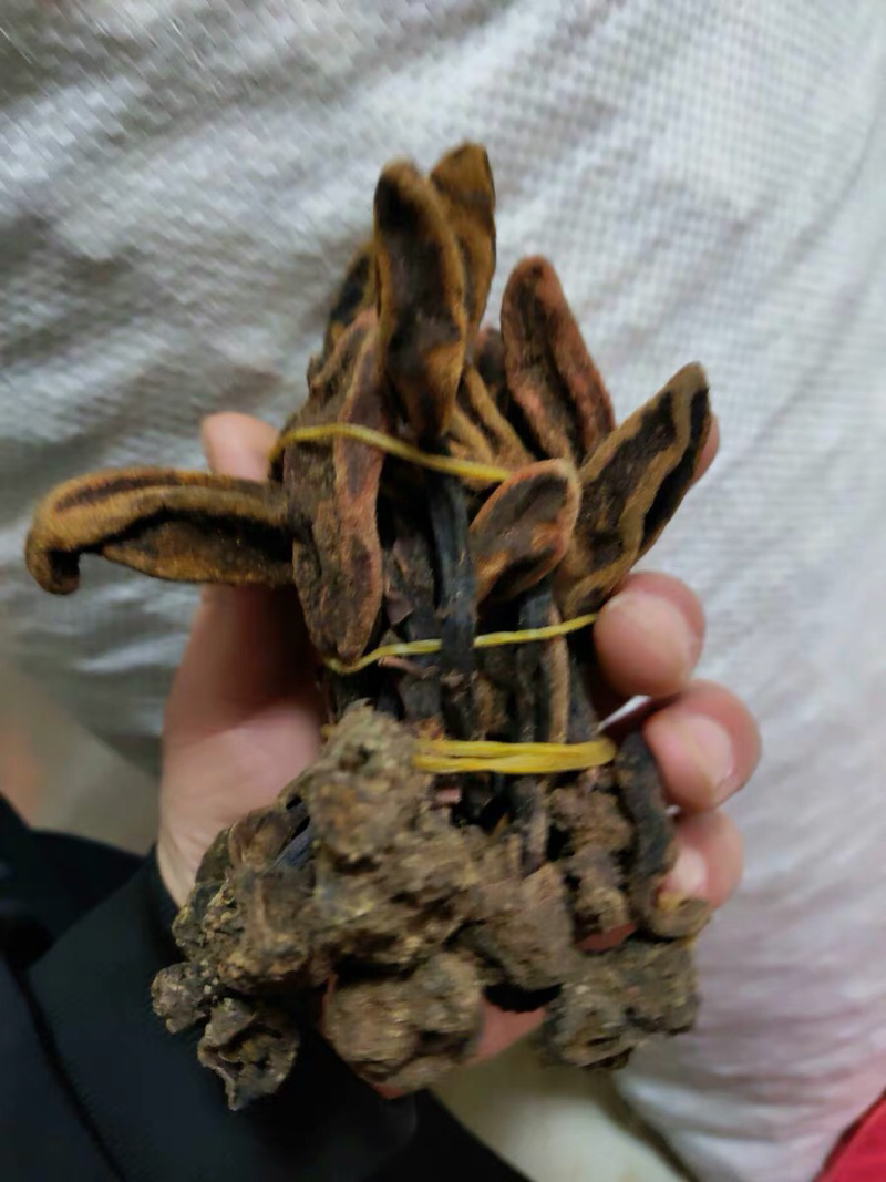 选货回春草一斤顶天柱小货农副土特产品