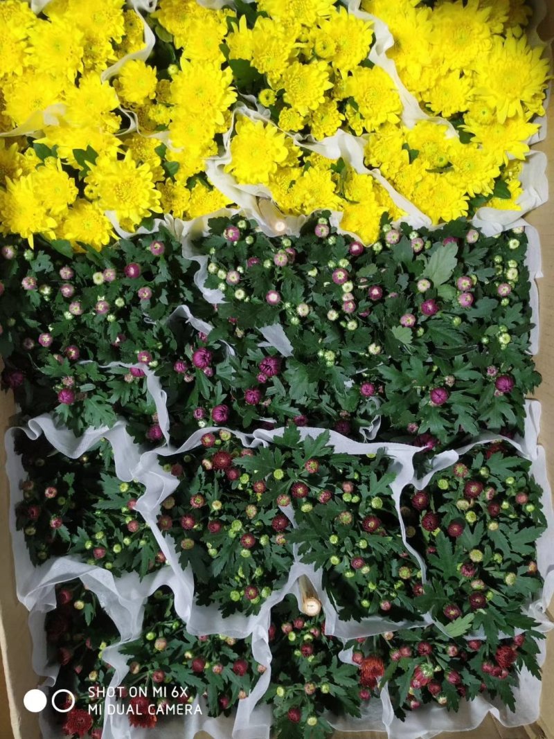 如意菊140#一件25盆6元一盆。