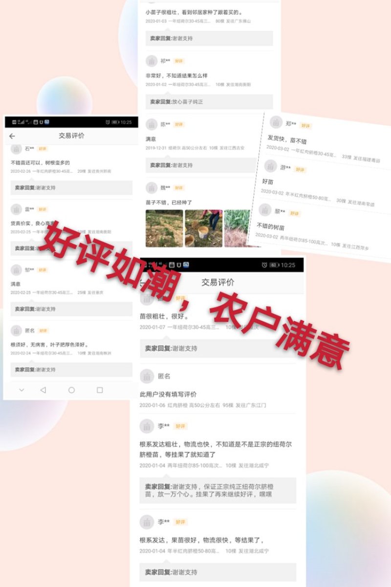 江西赣州赣南脐橙苗纽荷尔脐橙苗卡拉卡拉红肉脐橙苗