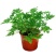 140#驱蚊草20装7.5元