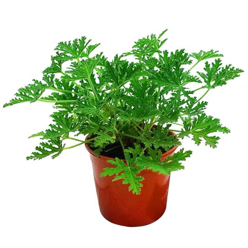 140#驱蚊草20装7.5元