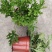 140#驱蚊草20装7.5元