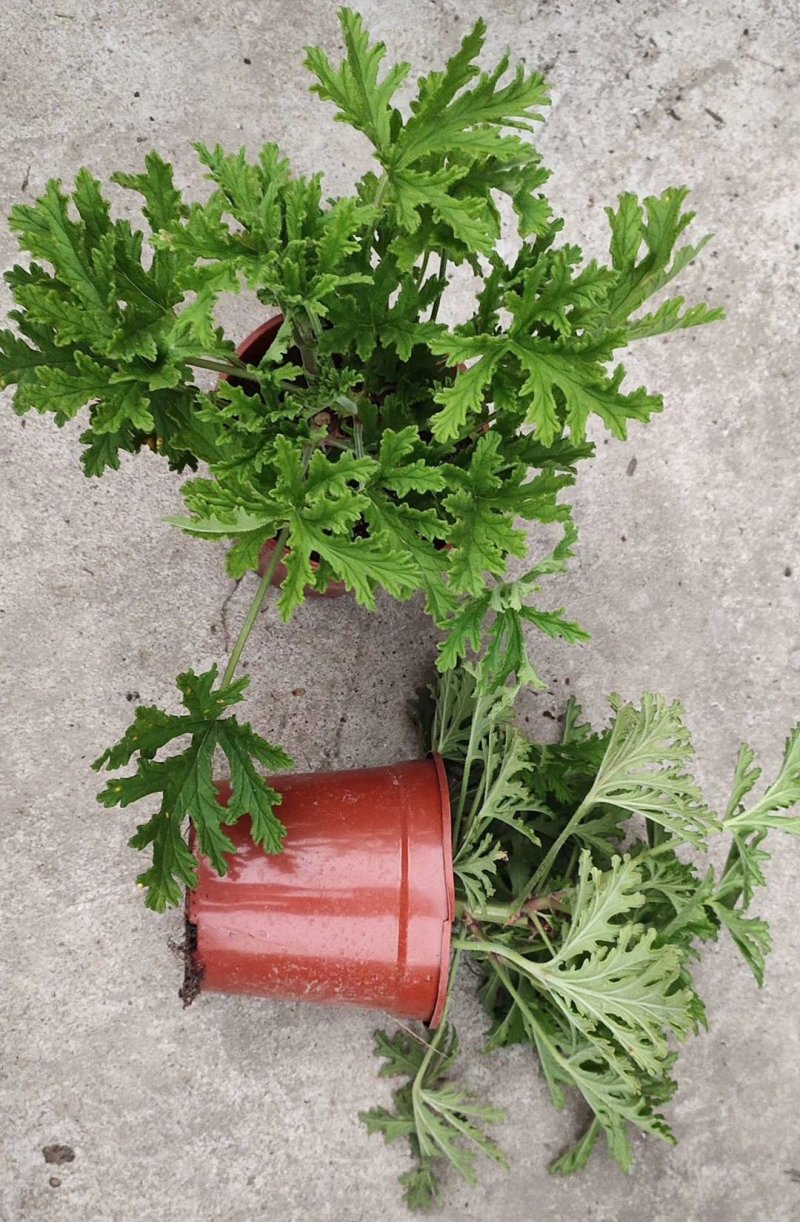 140#驱蚊草20装7.5元