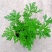 140#驱蚊草20装7.5元