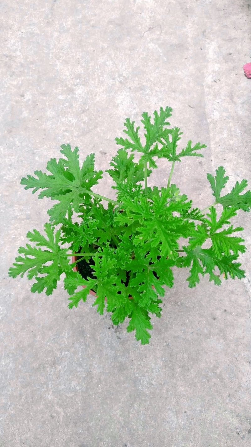 140#驱蚊草20装7.5元