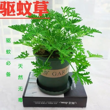 140#驱蚊草20装7.5元