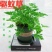 140#驱蚊草20装7.5元