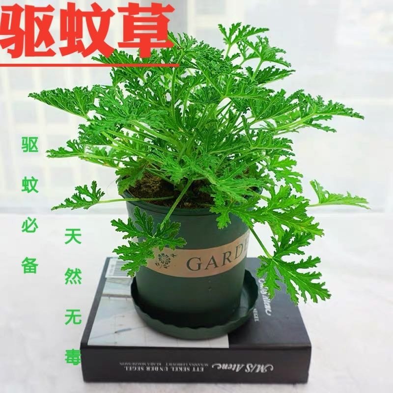 140#驱蚊草20装7.5元