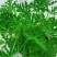 140#驱蚊草20装7.5元