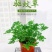 140#驱蚊草20装7.5元