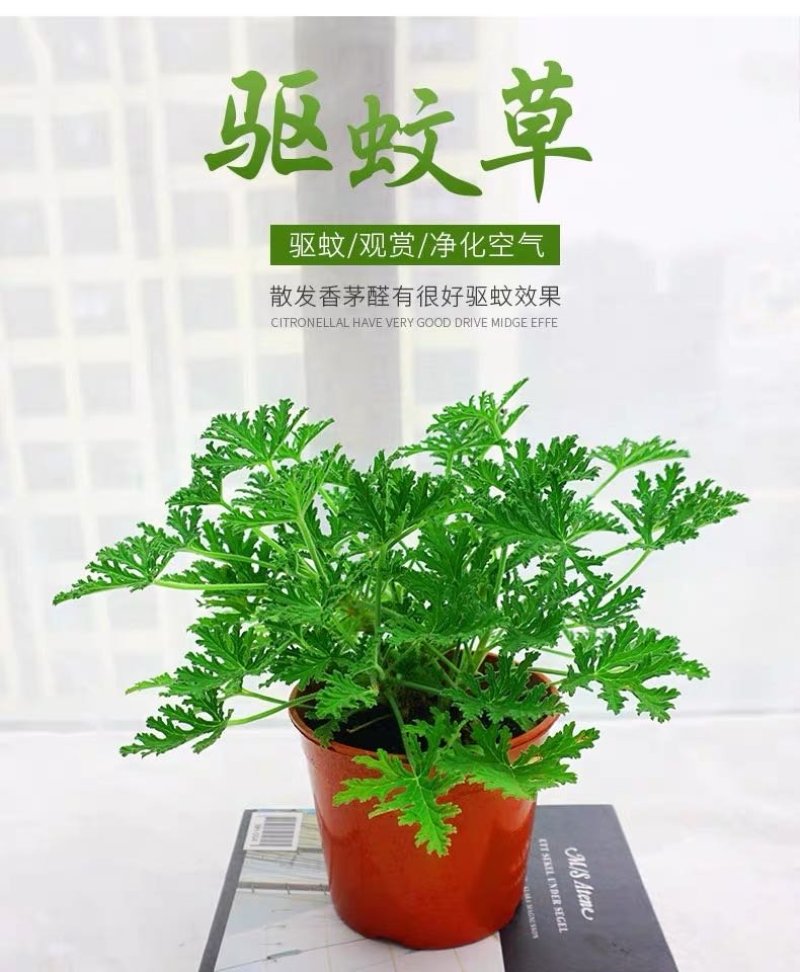 140#驱蚊草20装7.5元