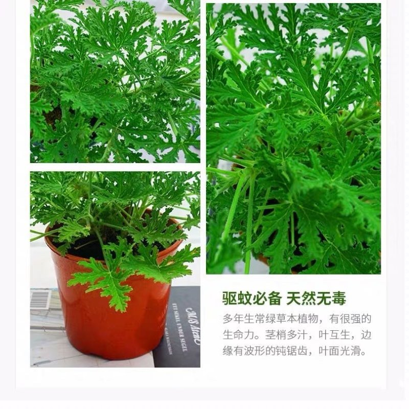 140#驱蚊草20装7.5元