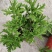 140#驱蚊草20装7.5元
