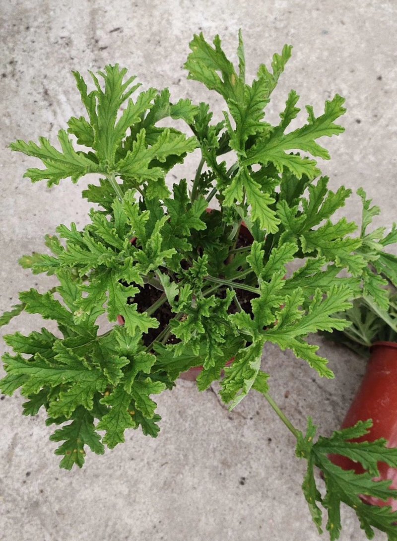 140#驱蚊草20装7.5元