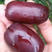 软枣猕猴桃苗红心红色九月龙城二号抗寒品种当年挂果苗