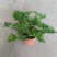 140#驱蚊草20装7.5元