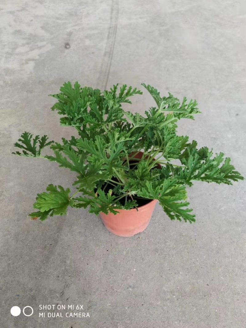 140#驱蚊草20装7.5元
