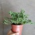 140#驱蚊草20装7.5元