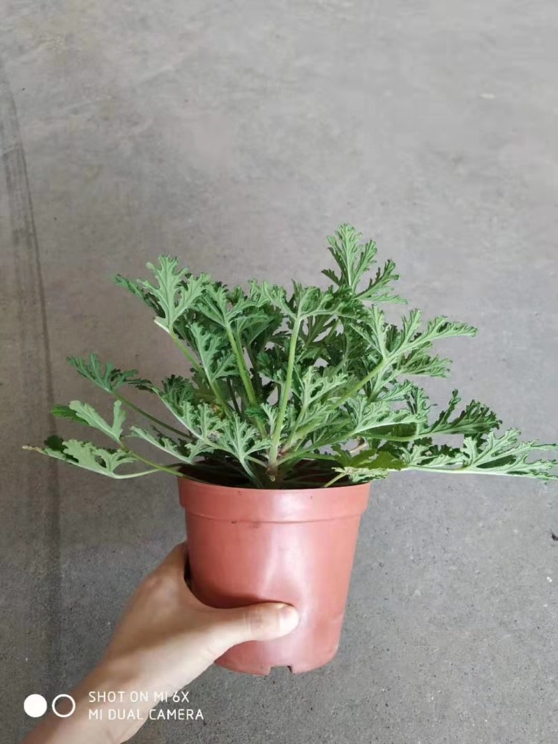 140#驱蚊草20装7.5元