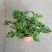 140#驱蚊草20装7.5元