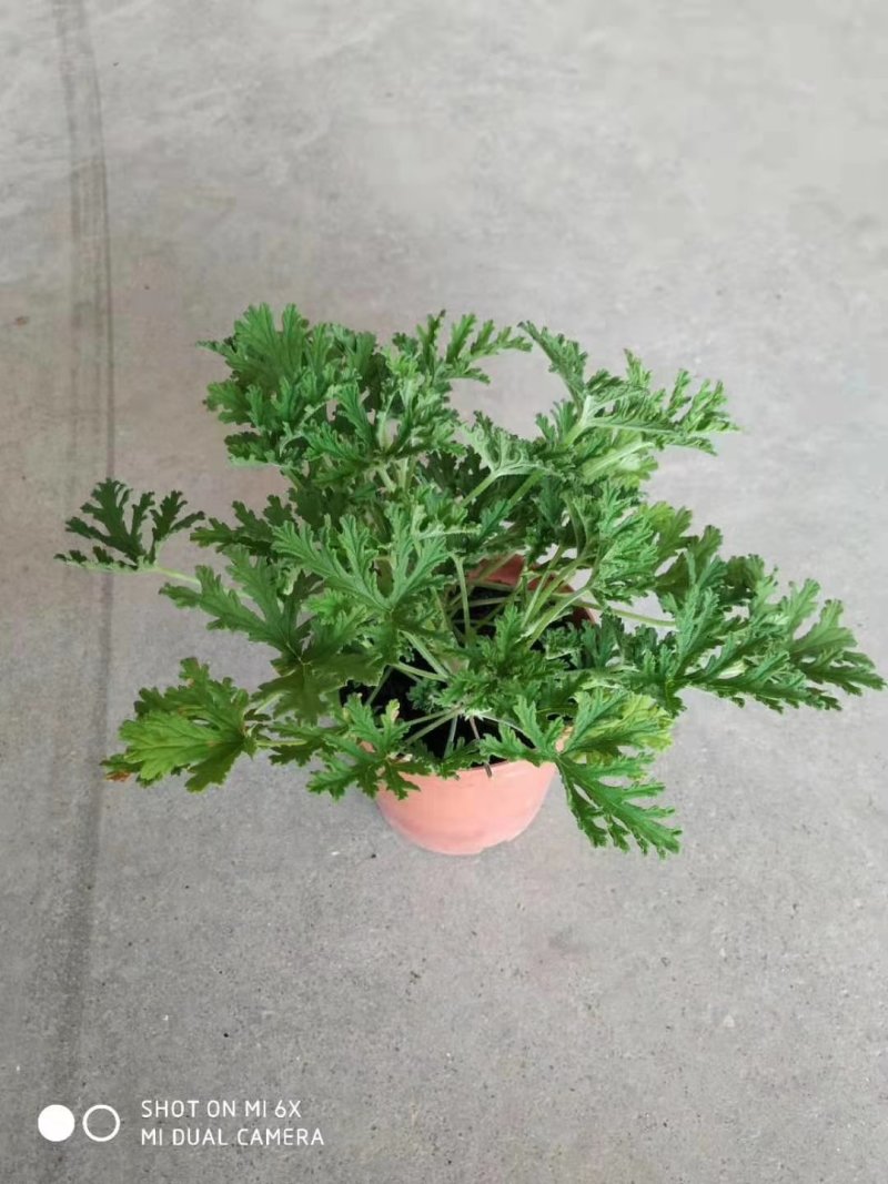 140#驱蚊草20装7.5元