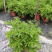 140#驱蚊草20装7.5元