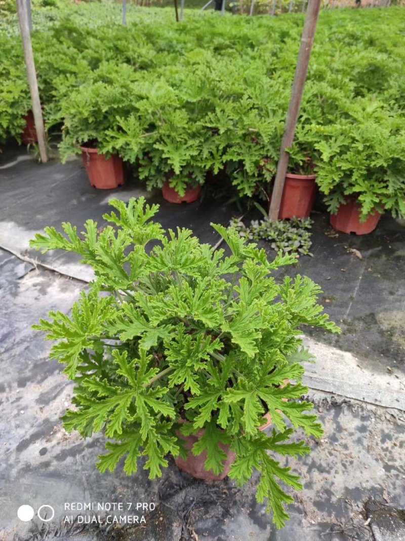 140#驱蚊草20装7.5元