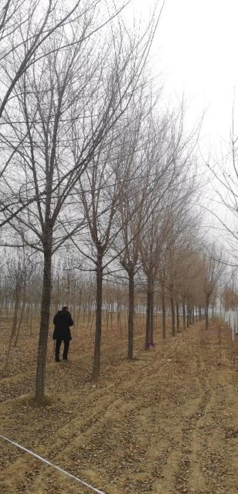 【推荐】:白蜡一二三级规格齐全专业种植产地直发