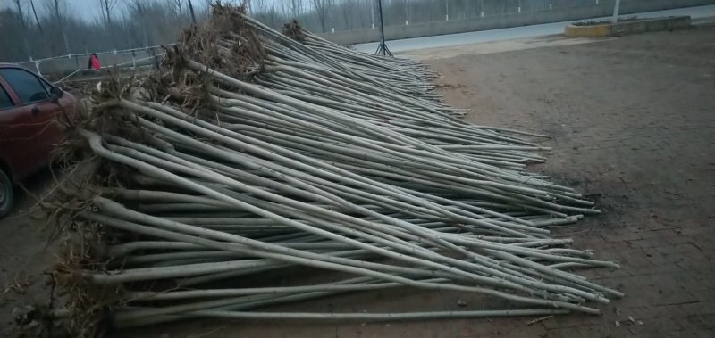 【推荐】:白蜡一二三级规格齐全专业种植产地直发