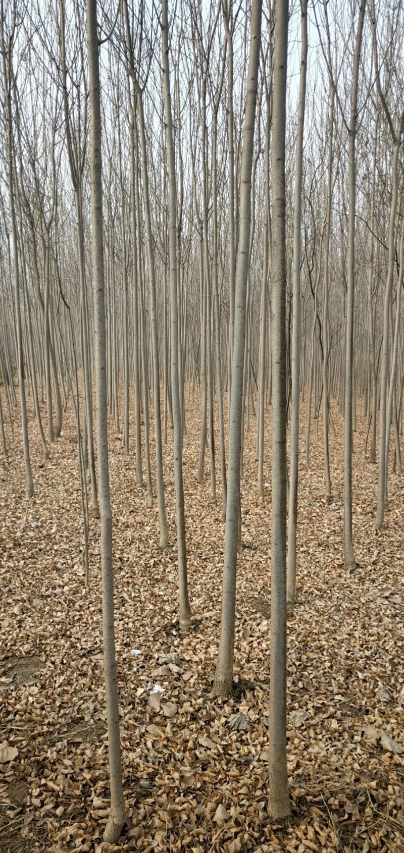 【推荐】:白蜡一二三级规格齐全专业种植产地直发