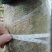 大量出售绿化扁桃树袋苗和山地苗