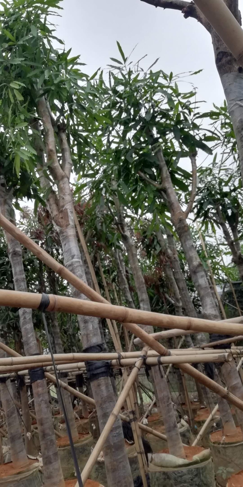 大量出售绿化扁桃树袋苗和山地苗
