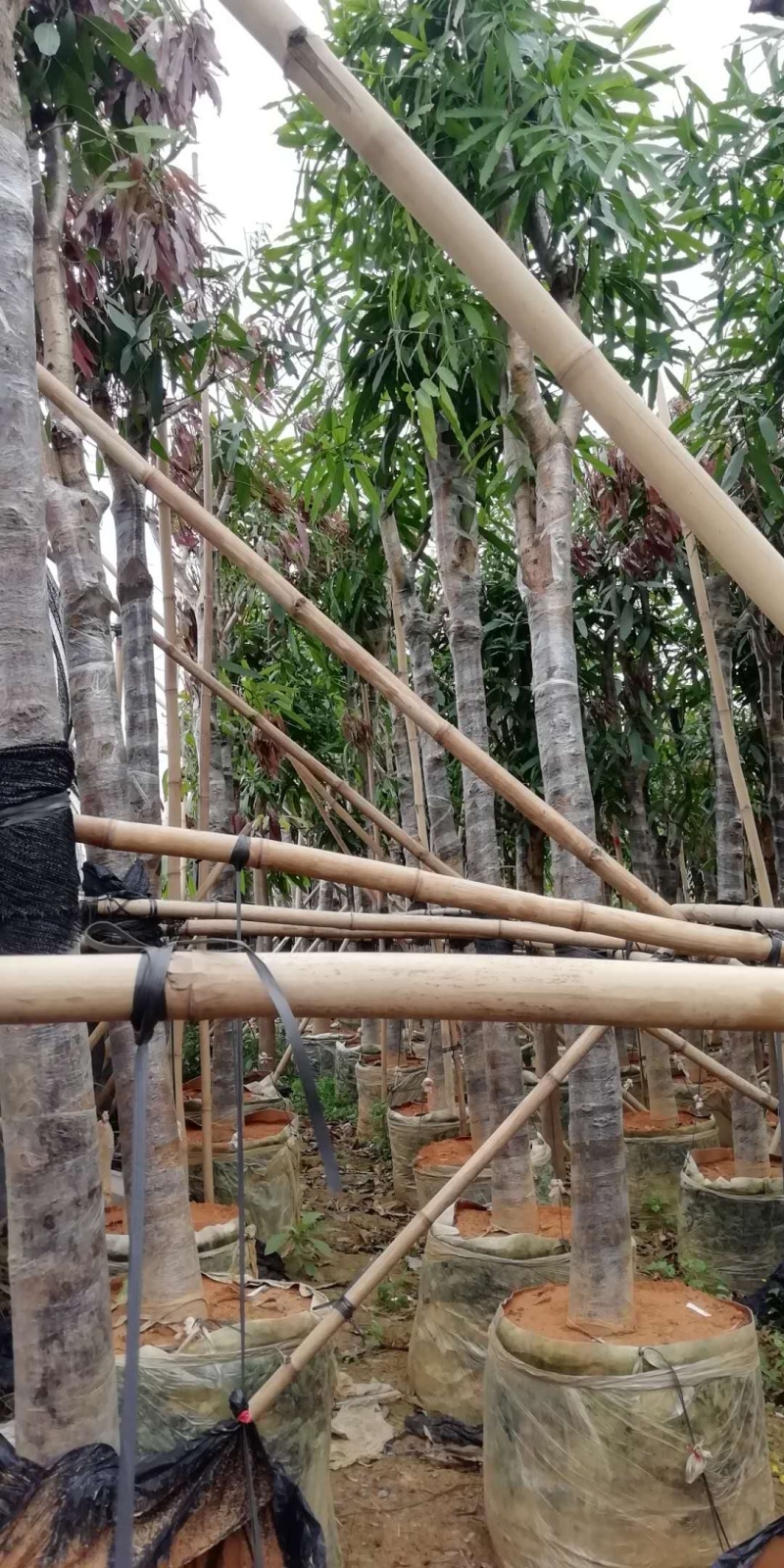 大量出售绿化扁桃树袋苗和山地苗