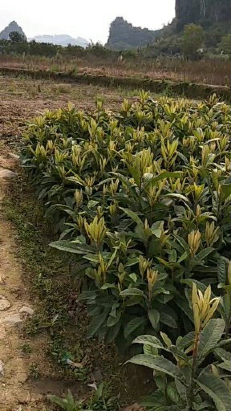 枇杷苗，批杷实生苗，自家种植全程技术指导。一手货源