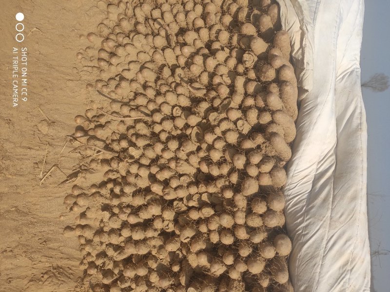 白玉山药原产地山药白玉山药种植基地白玉山药
