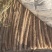 白玉山药原产地山药白玉山药种植基地白玉山药