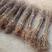 基地出售突尼斯软籽石榴苗品种纯正，包成活包技术