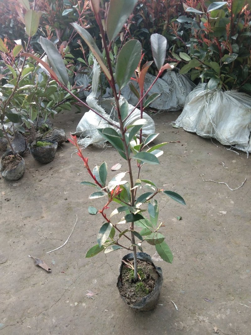 彩色品种红叶石楠毛球净球齐全高杆石楠小苗盆栽苗