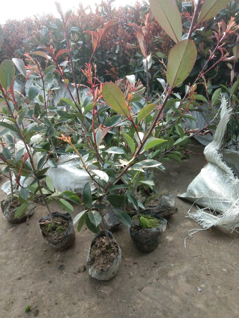 彩色品种红叶石楠毛球净球齐全高杆石楠小苗盆栽苗