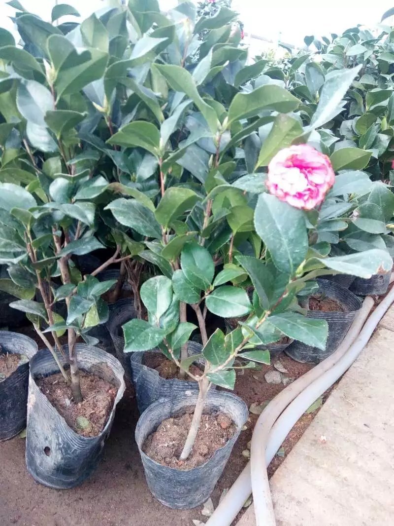 茶花五彩茶花耐冬茶花品种多颜色各异杯苗一至多年生