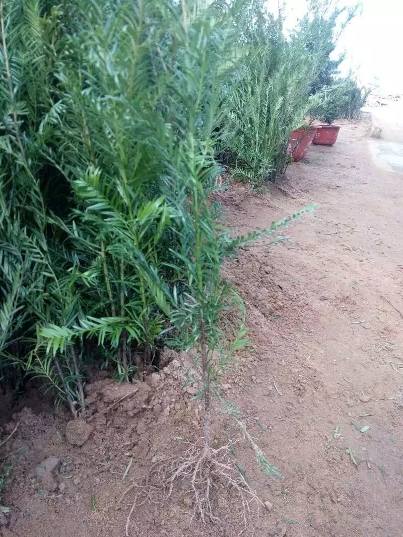 红豆杉杯苗一至多年生曼地亚红豆杉盆栽地栽规格可选