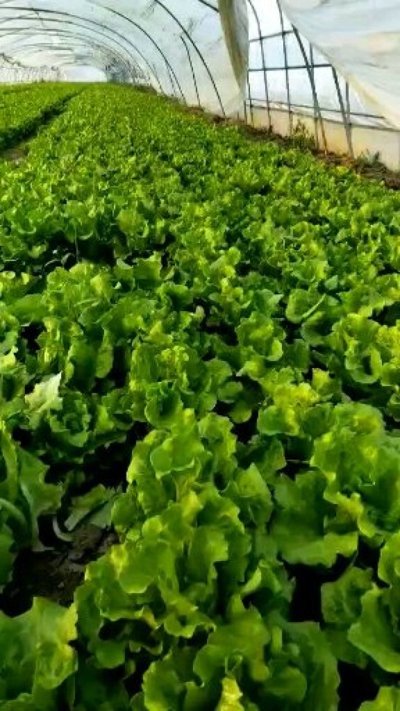 生菜