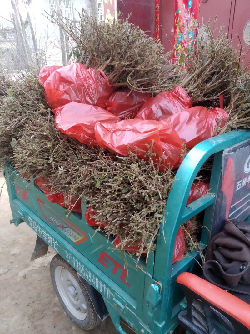 金银花苗育杰一号，树形金银花现挖现发，全国可发