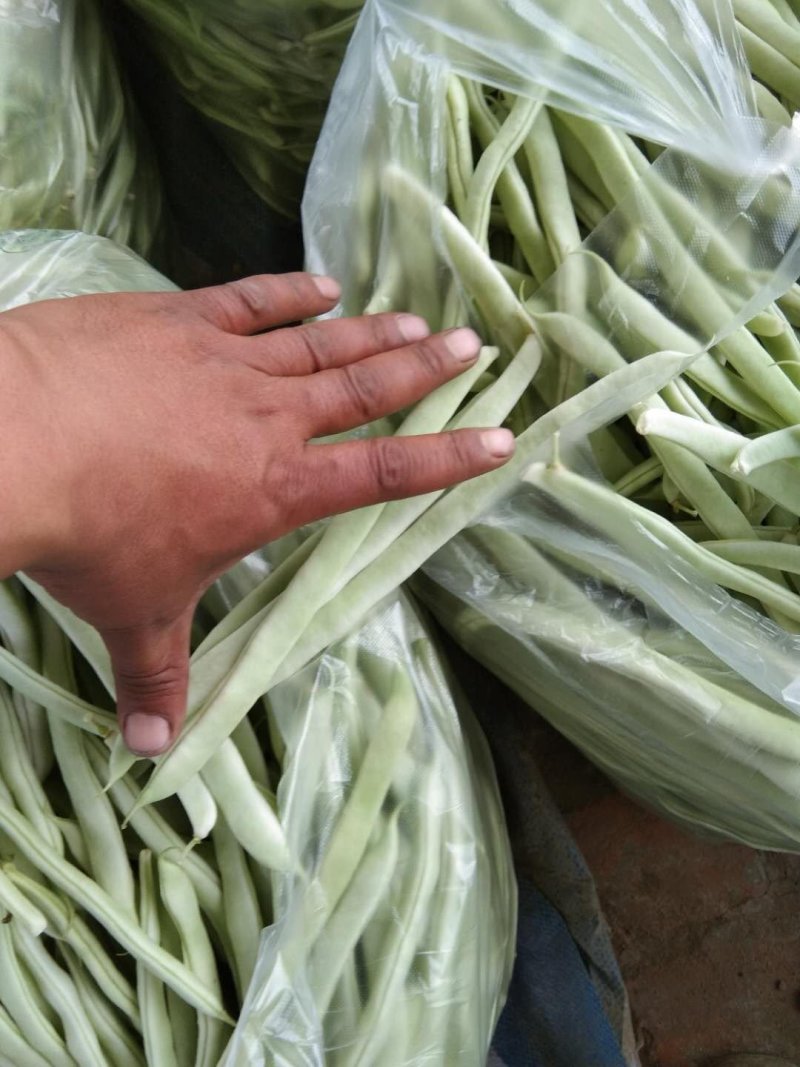 油豆角15厘米以上，4月3号上市。