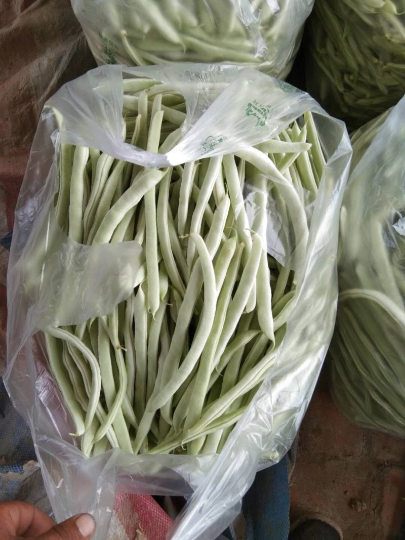 油豆角15厘米以上，4月3号上市。