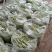油豆角15厘米以上，4月3号上市。