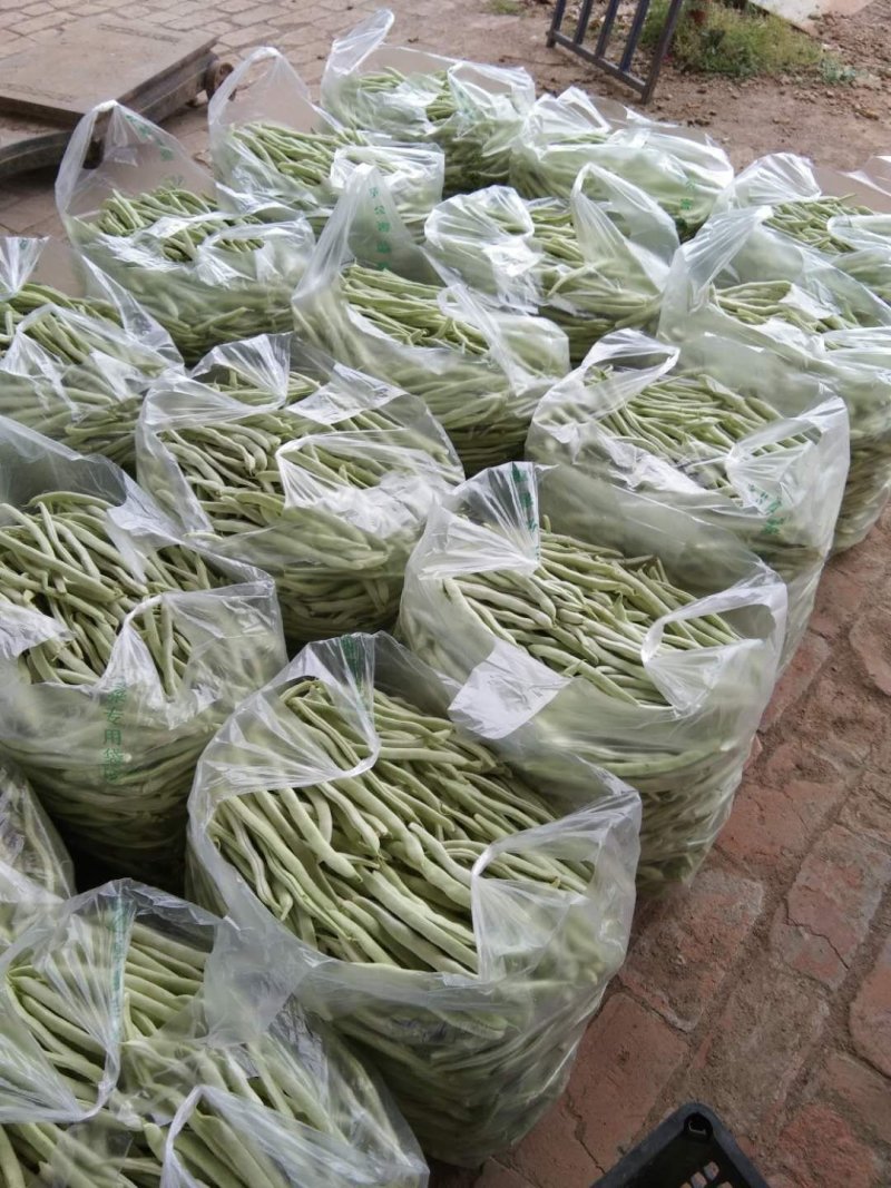 油豆角15厘米以上，4月3号上市。